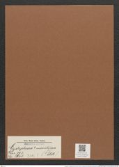 Cystopleura ? monilifera (Petit.) (de-Toni-Nr.: Genus 103, Species 3641) Zeichnungen Sammlung Grunow Mappe 03380 (Herbarium_W_Grunow_drawings_Folder_03380)